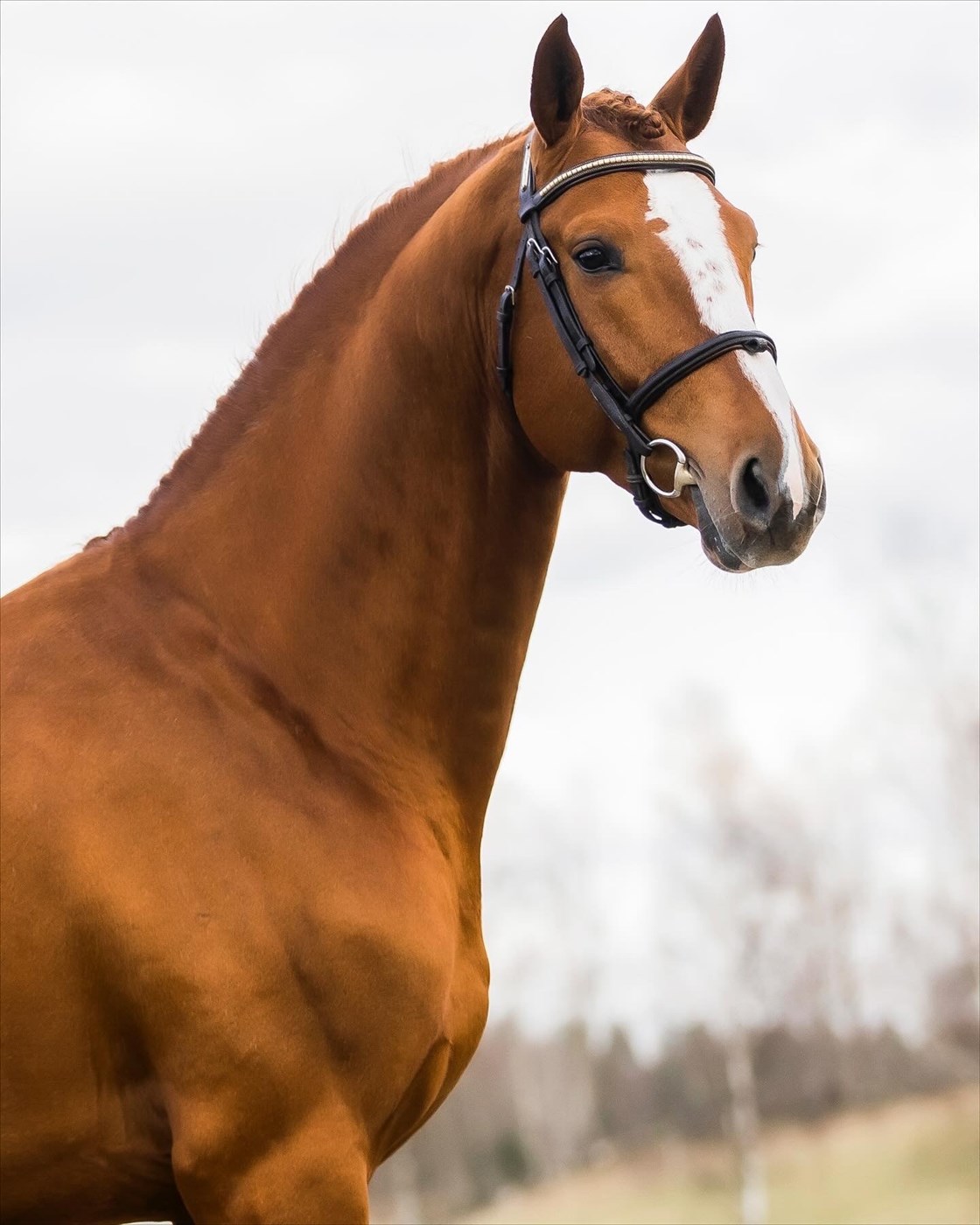 Välkommen till Stall HK